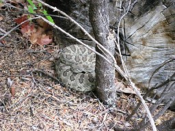 Rattlesnake by Clarks Fork